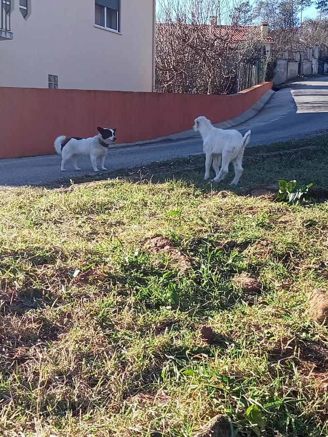 דירות Alvaiázere Alojamento Local - Casa Amarela מראה חיצוני תמונה