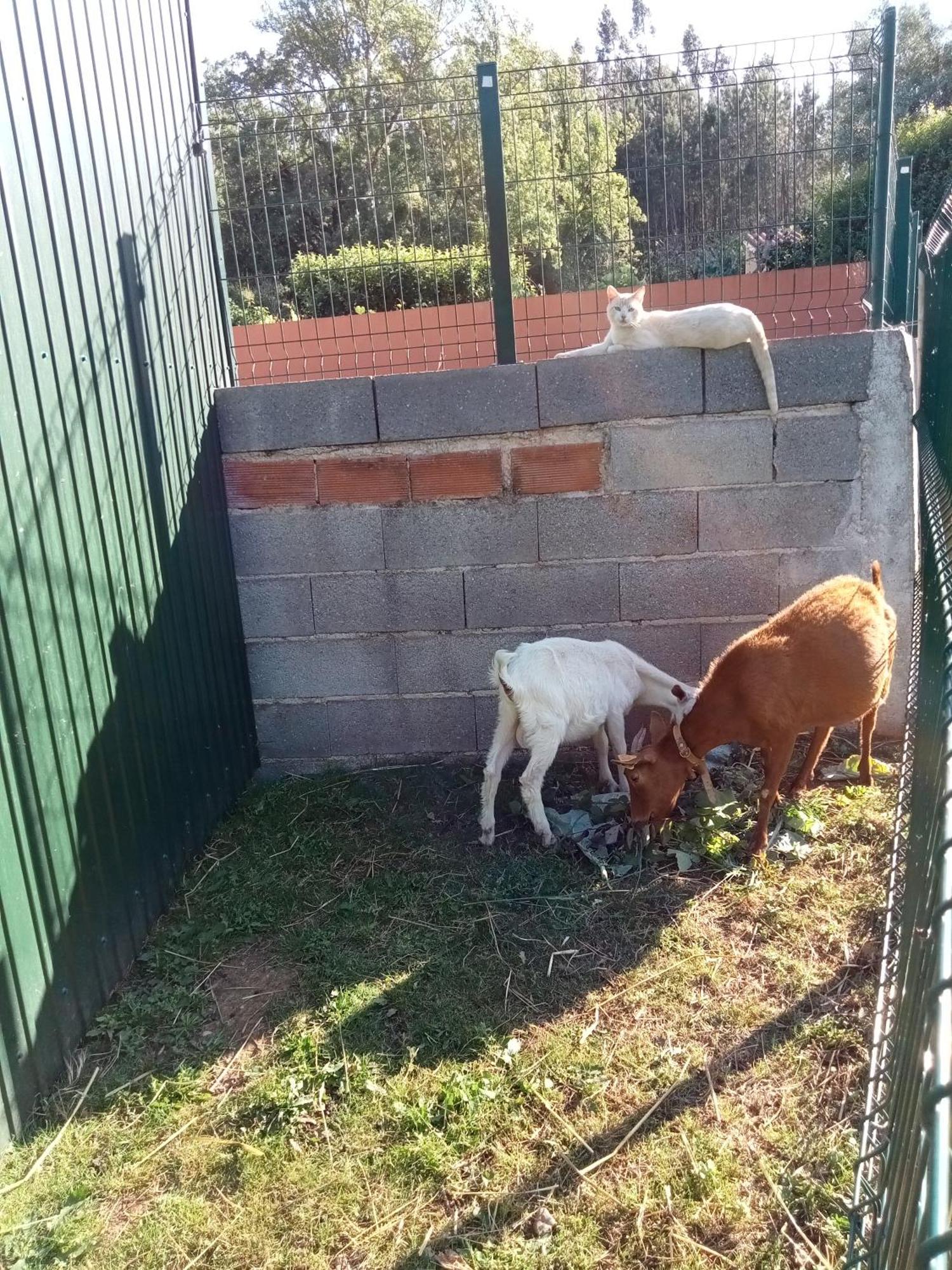 דירות Alvaiázere Alojamento Local - Casa Amarela מראה חיצוני תמונה